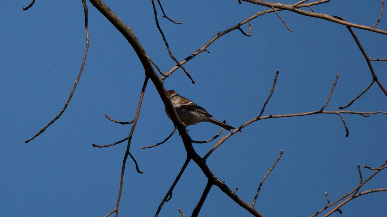 Chipping sparrow foraging on a branch