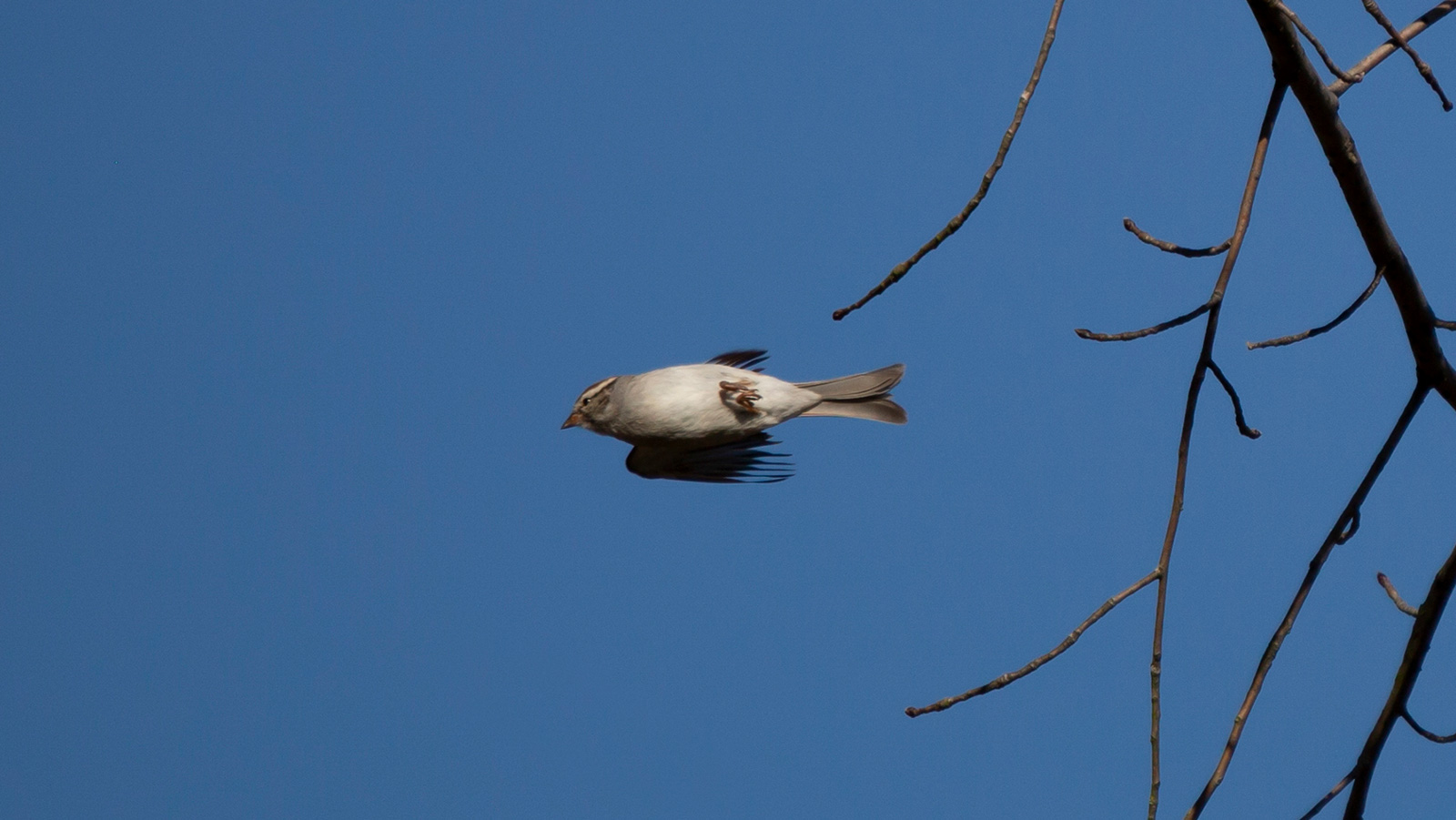 Chipping sparrow flying in blue sky