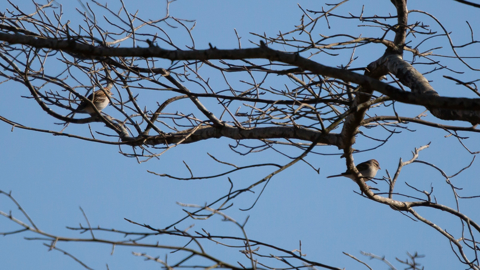 Chipping sparrow perched on a branch