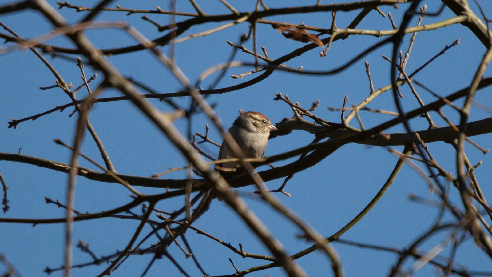 Chipping sparrow perched on a branch