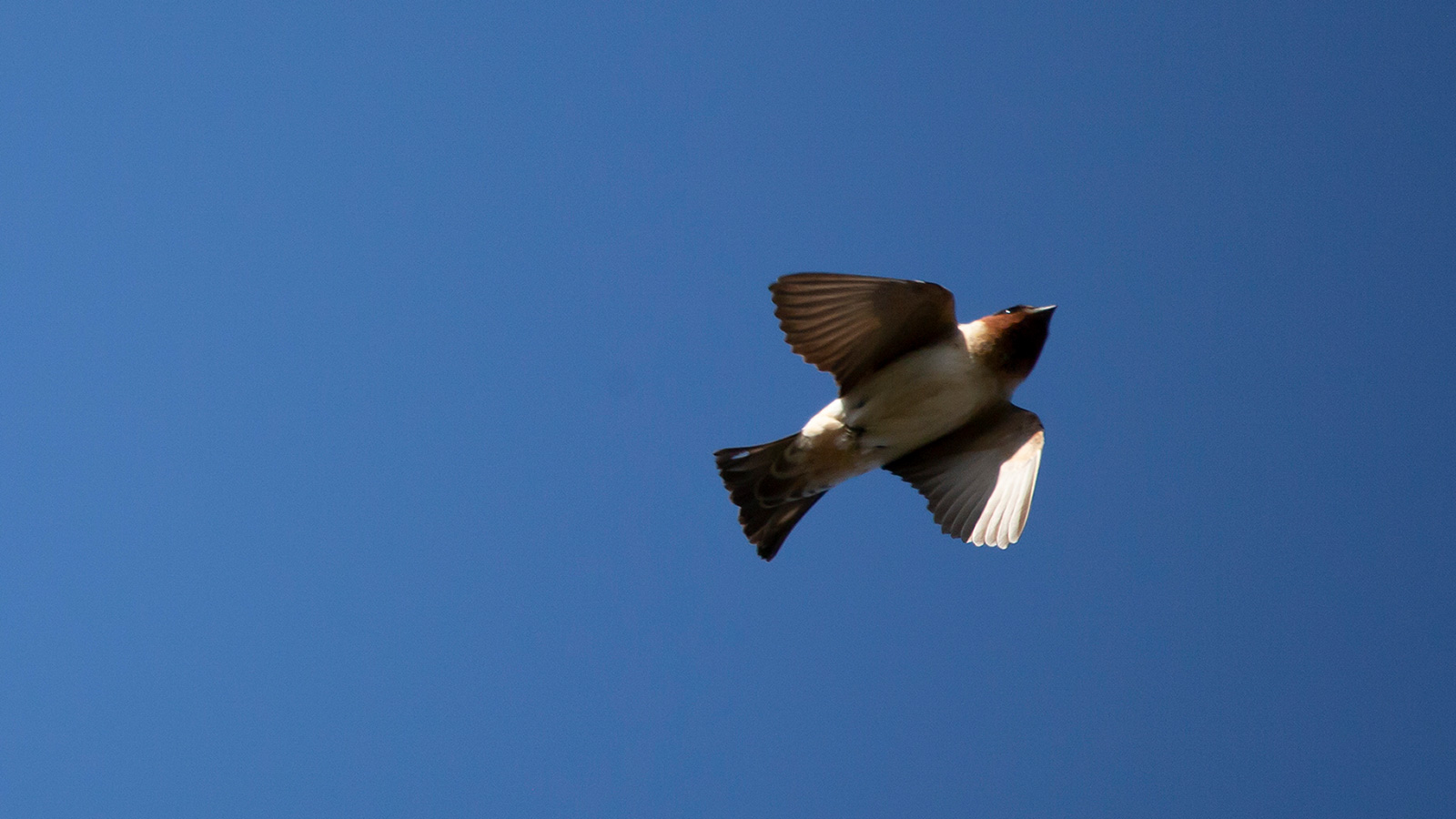 Cliff swallow flying