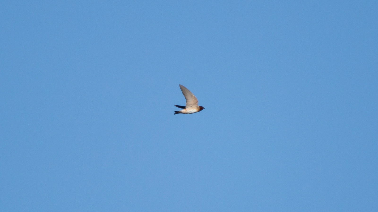 Cliff swallow flying
