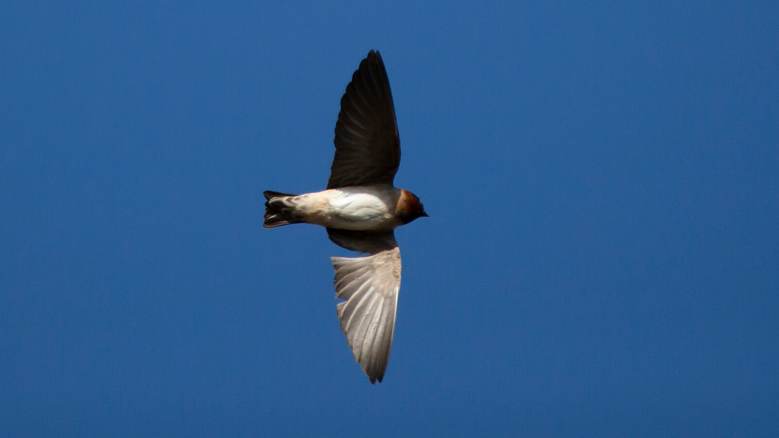 Cliff swallow flying