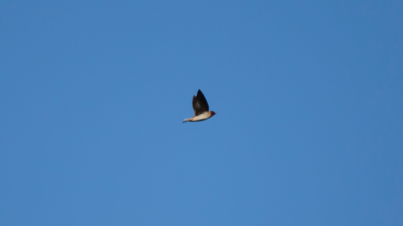 Cliff swallow flying