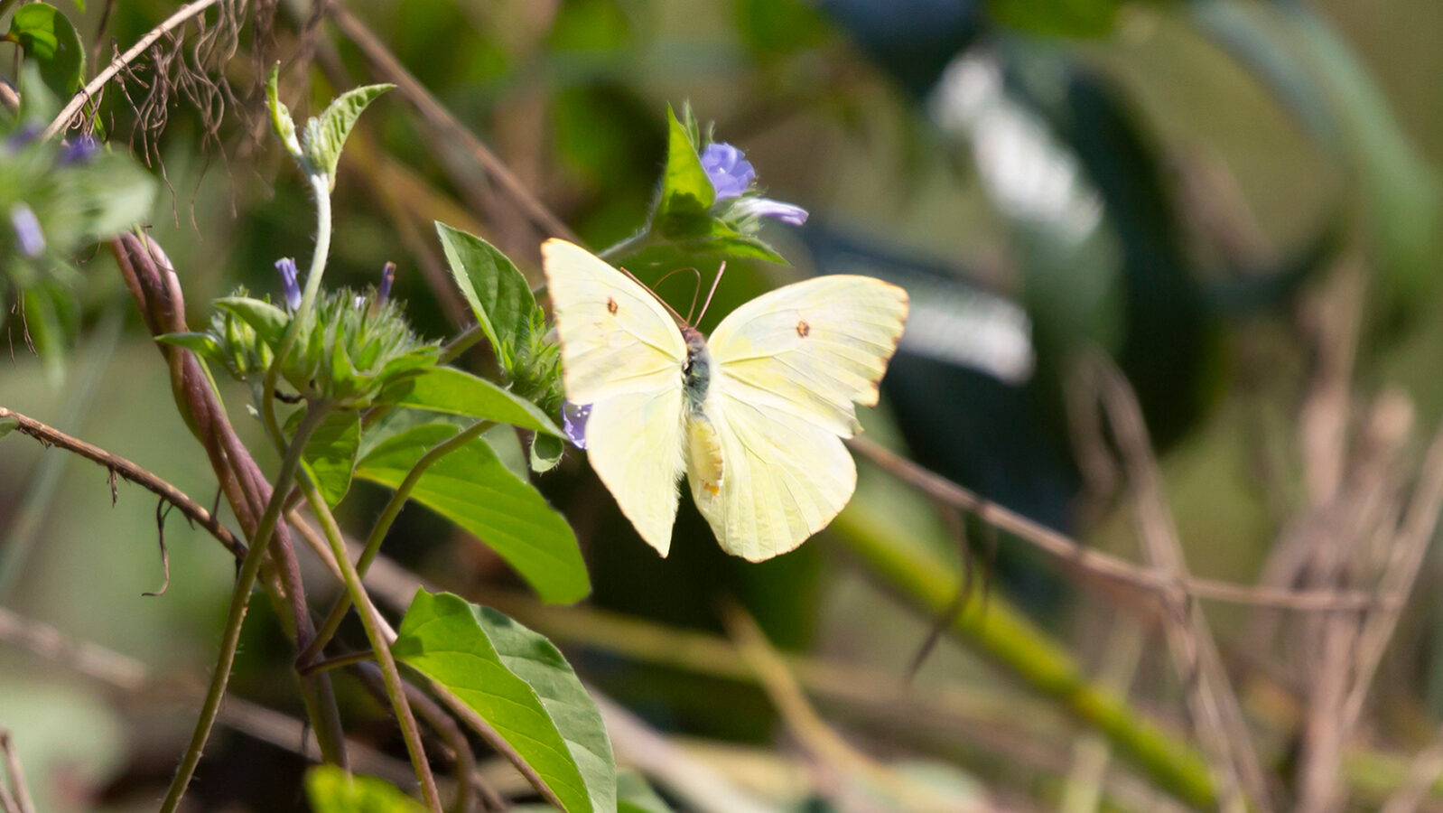 Cloudless sulphur butterfly foraging on a flower