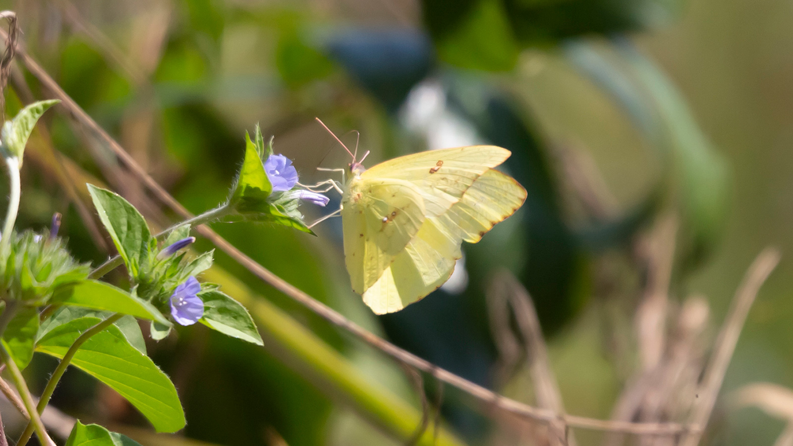 Cloudless sulphur butterfly foraging on a flower