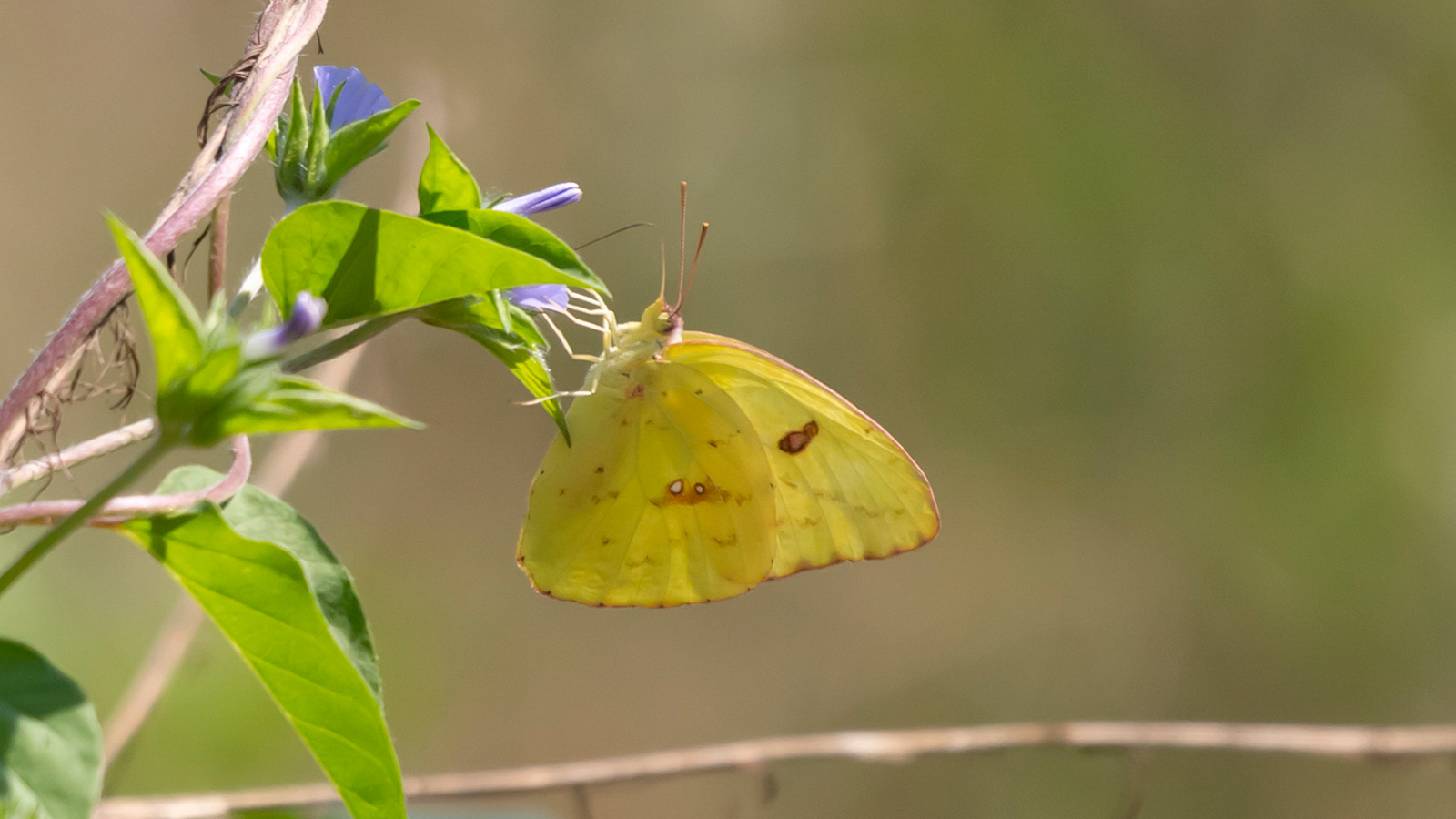 Cloudless sulphur butterfly foraging on a flower
