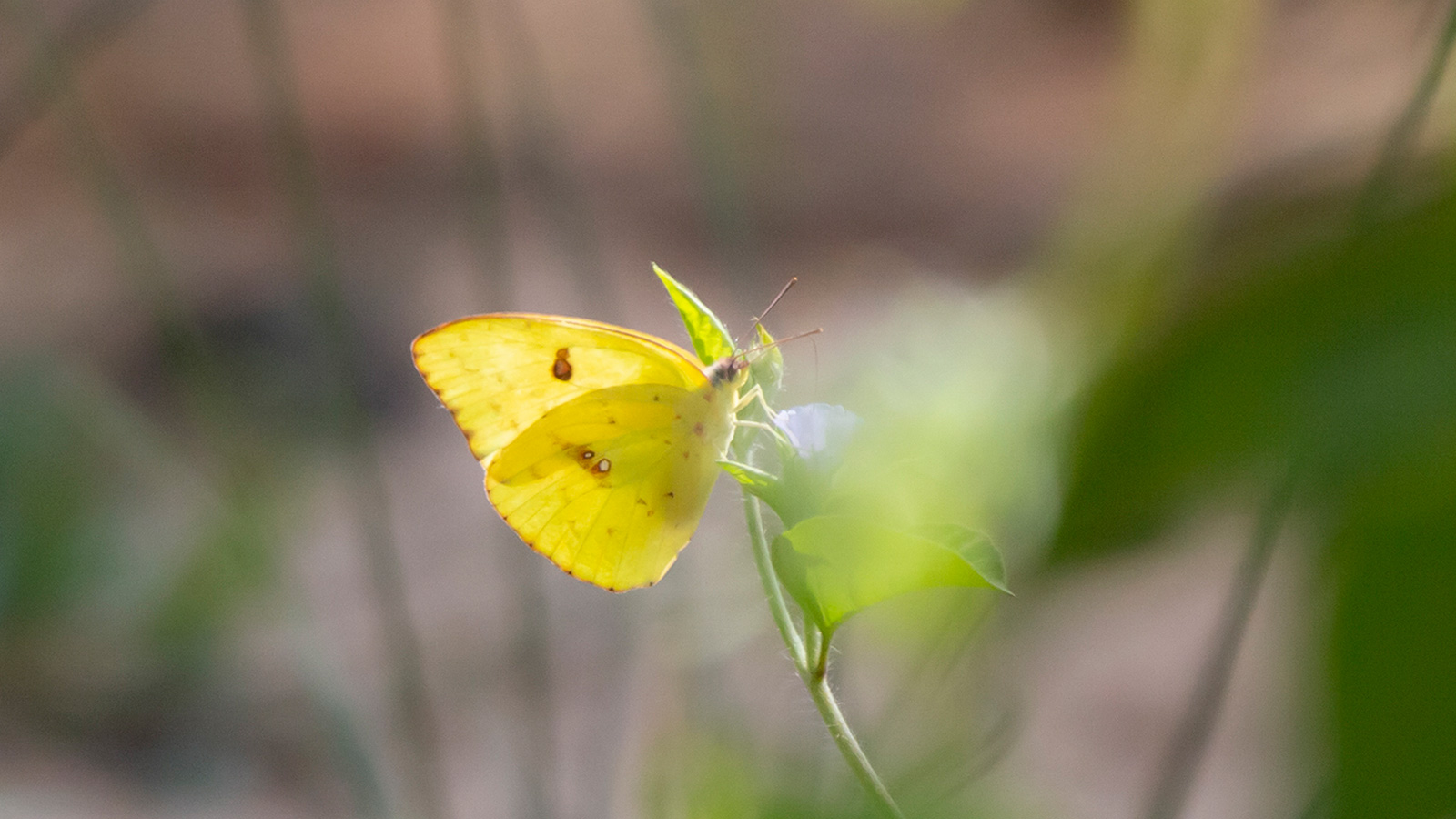Cloudless sulphur butterfly foraging on a flower