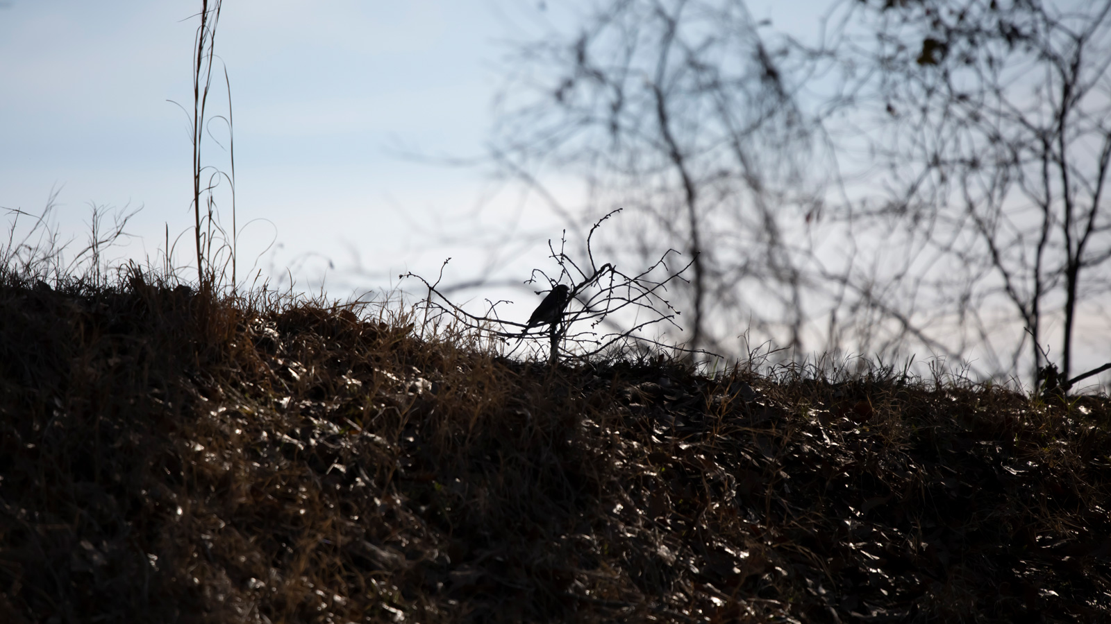 Silhouette of a dark-eyed junco perched on a branch