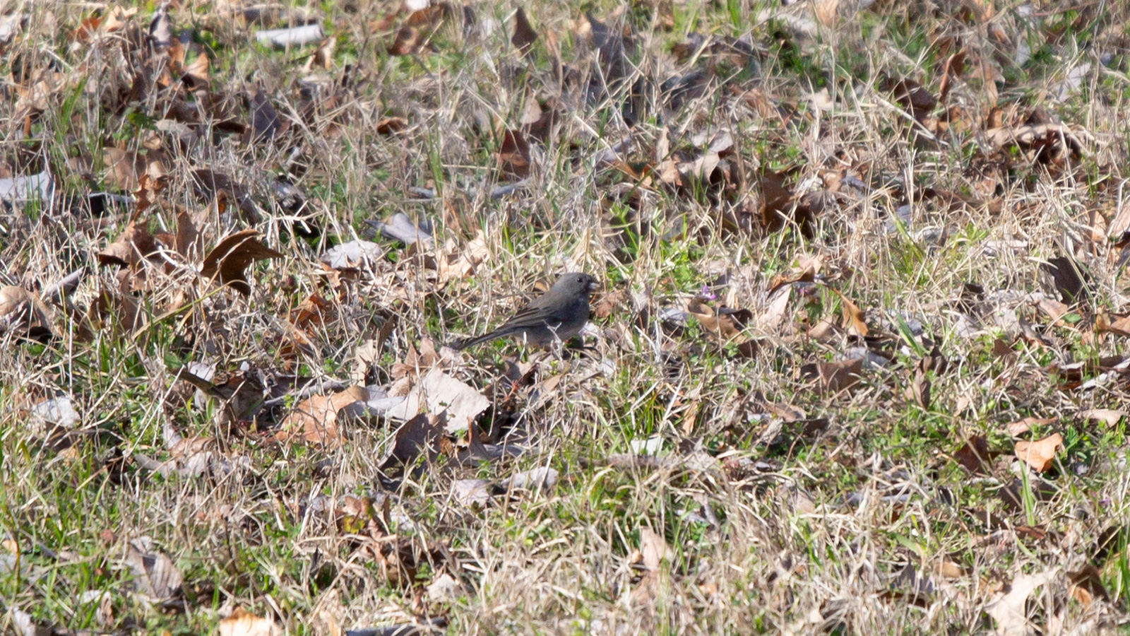 Dark-eyed junco foraging in dense vegetation