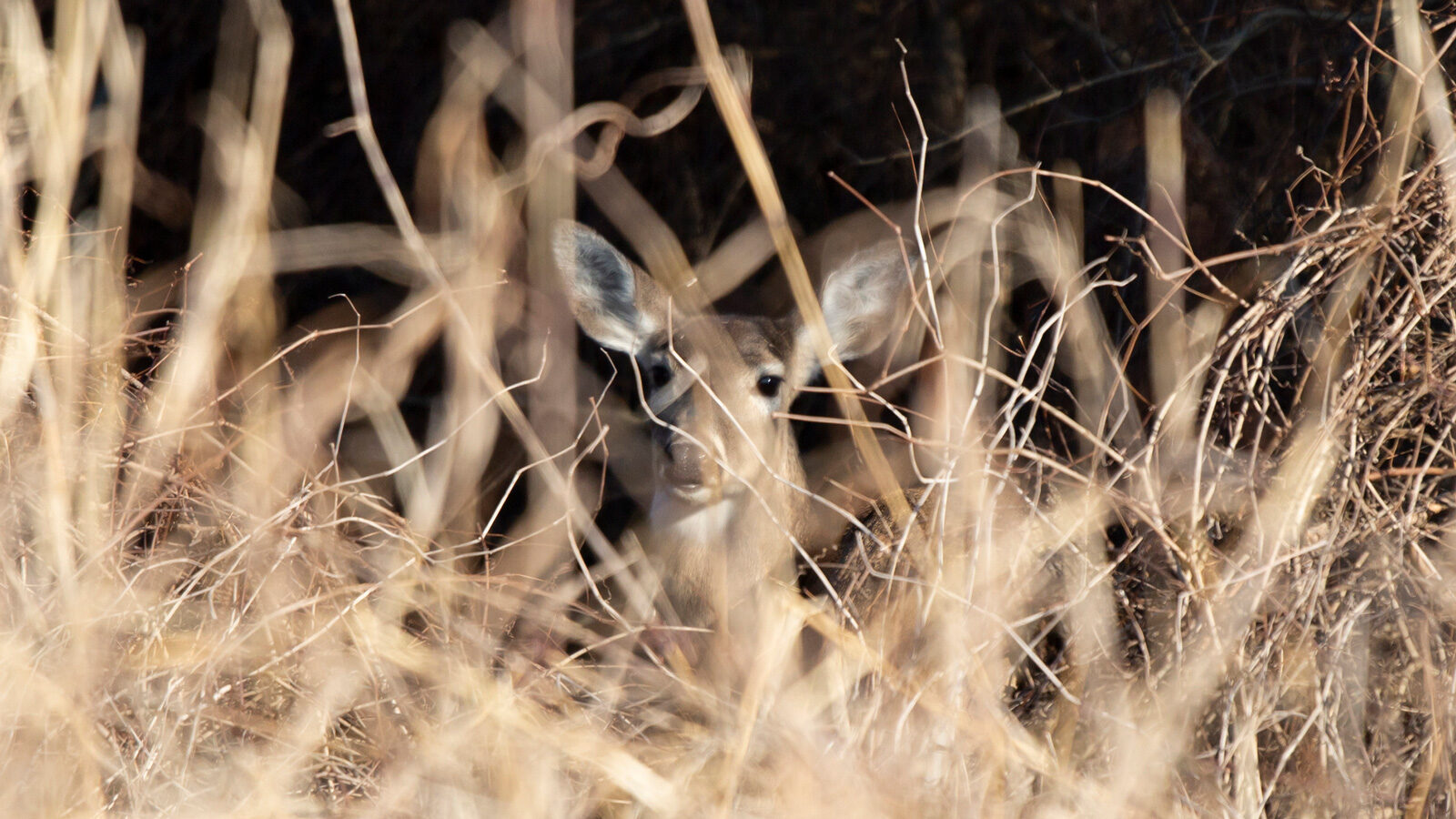 White-tailed deer doe hiding in tall grass