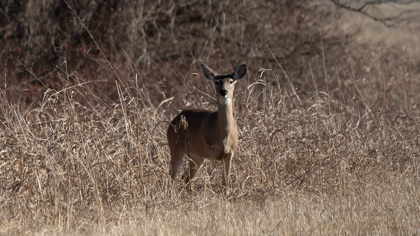 White-tailed deer doe standing in tall grass