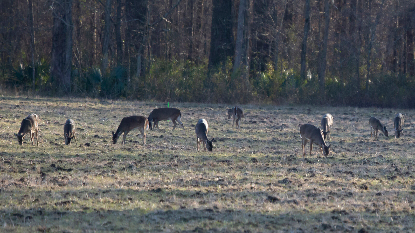 Ten white-tailed deer grazing in a field