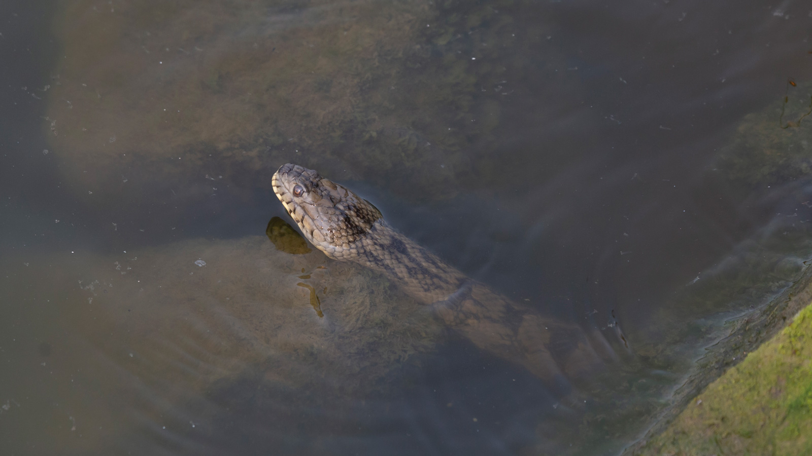 Diamondback Watersnake