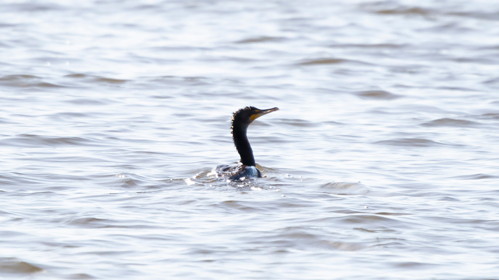 Double-crested cormorant swimming