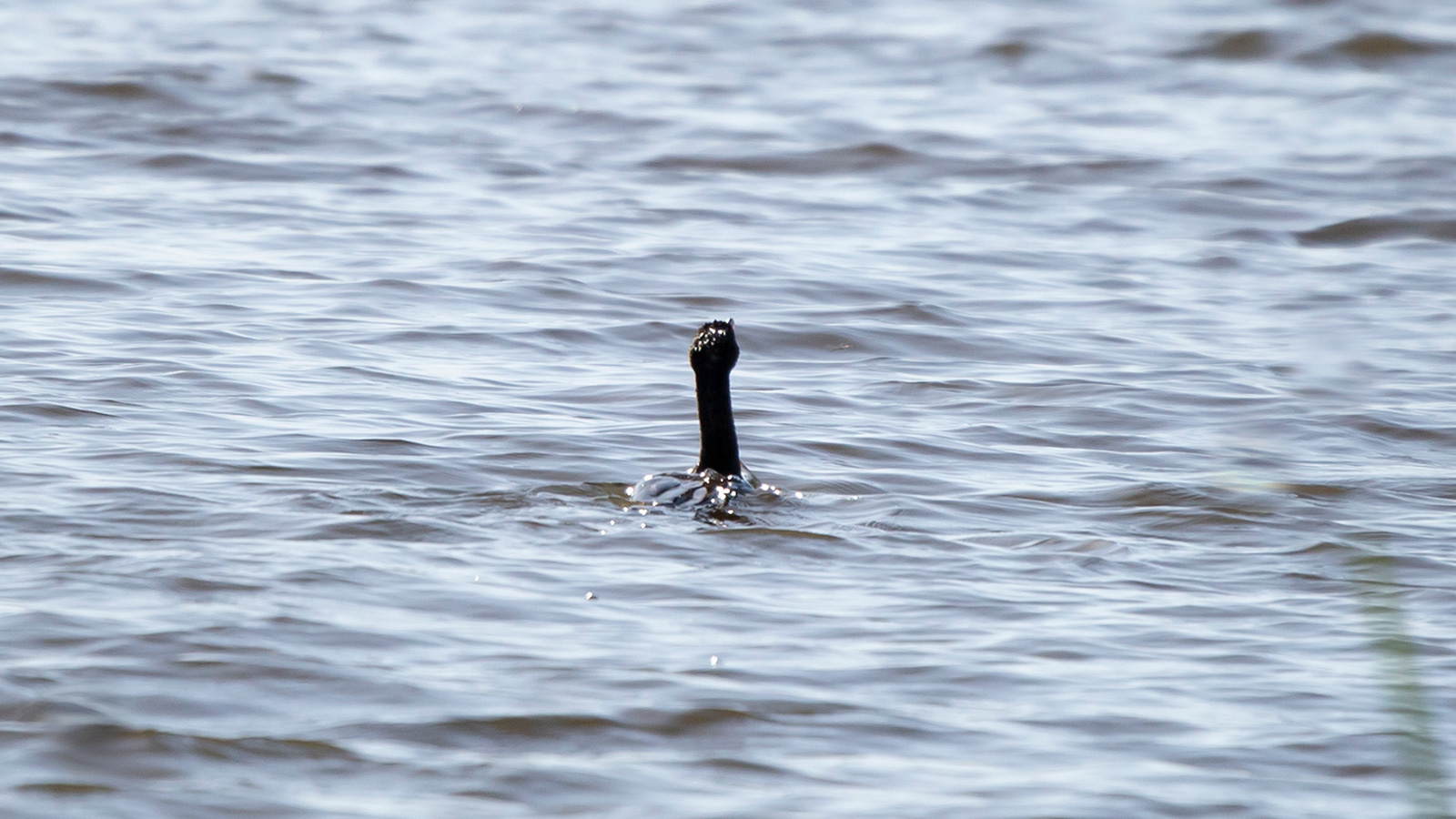 Double-crested cormorant on a wooden pole surrounded by water