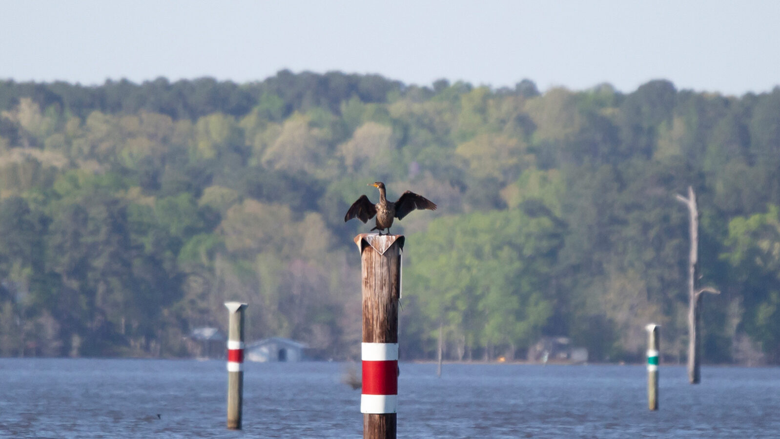 Double-crested cormorant standing on a wooden pole spreading its wings