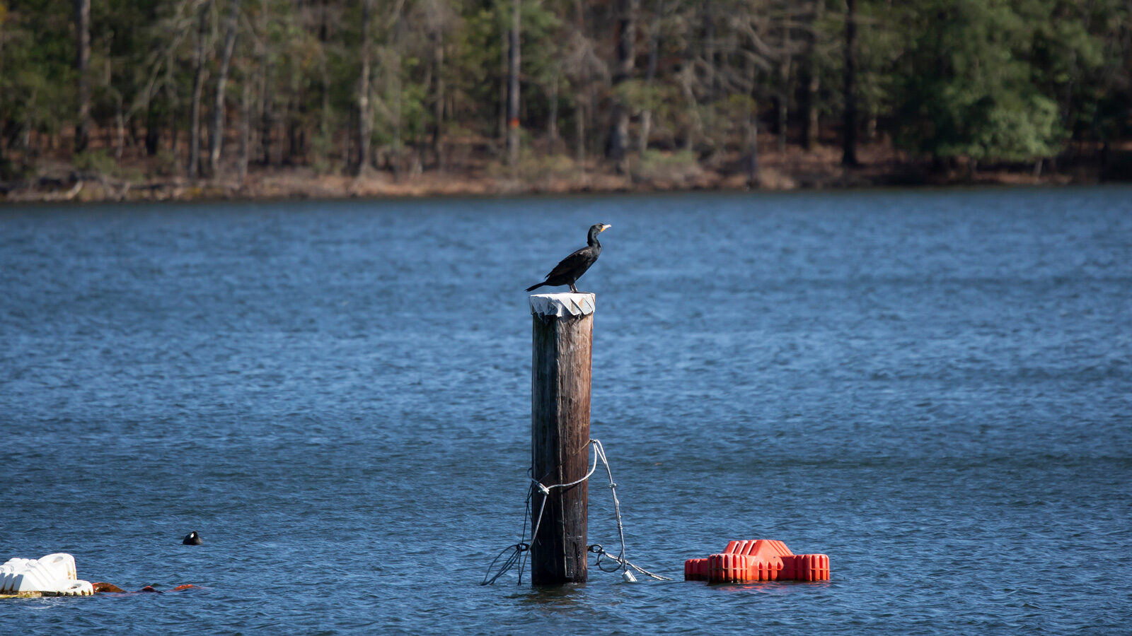 Double-crested cormorant perched on a wooden pole in water