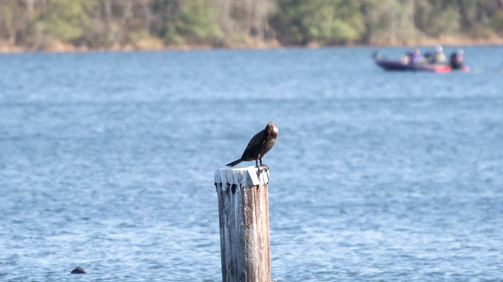 Double-crested cormorant perched on a wooden pole