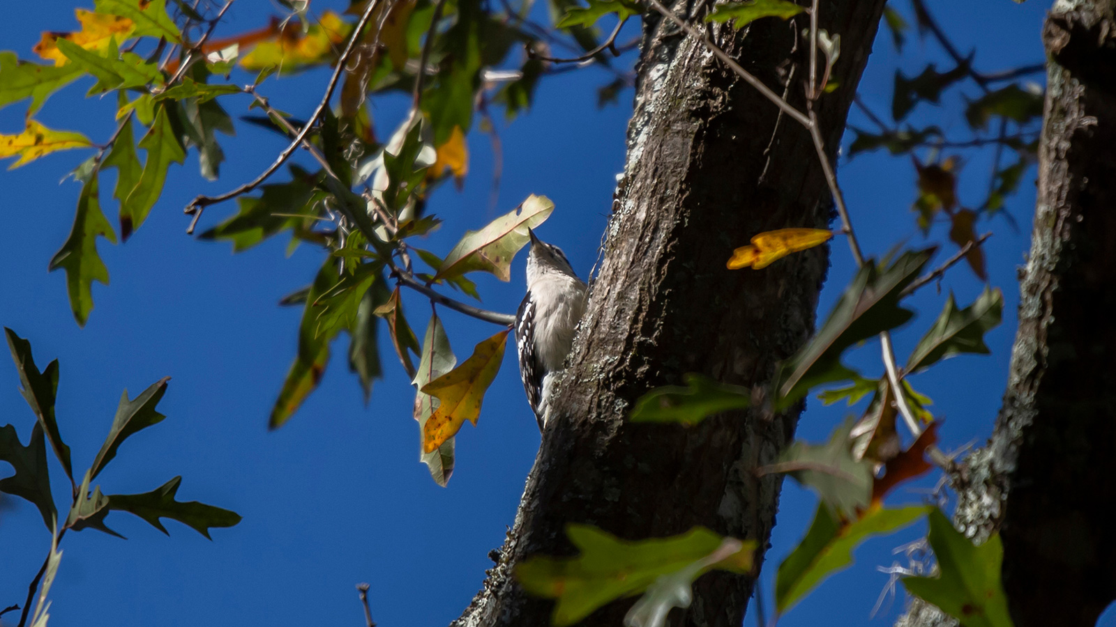 downy-woodpecker-bayou-cocodrie-nwr048