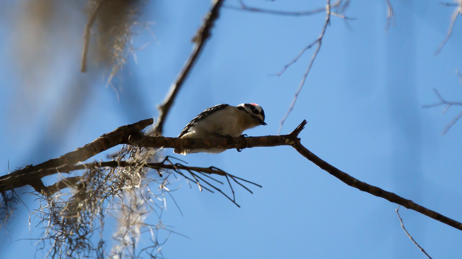 downy-woodpecker-bayou-cocodrie-nwr051