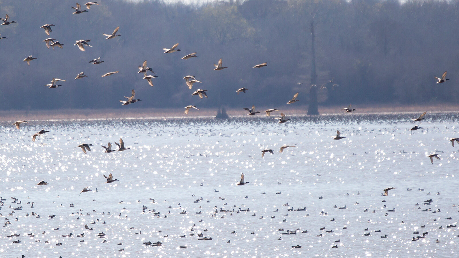 North Louisiana Wildlife