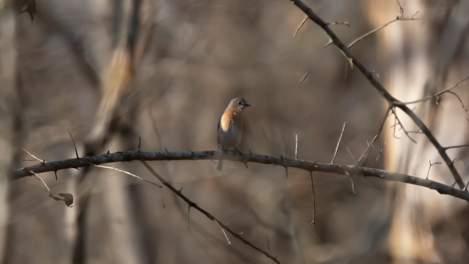 Immature eastern bluebird looking around
