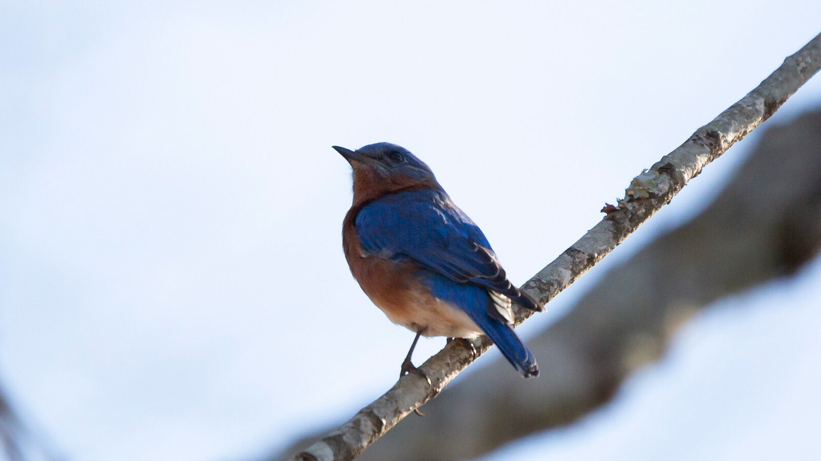 Eastern bluebird perched on a branch