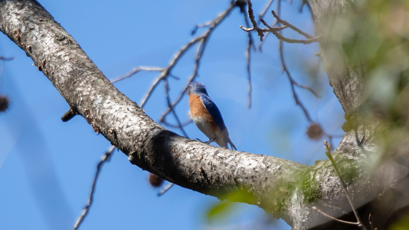 Eastern Bluebird