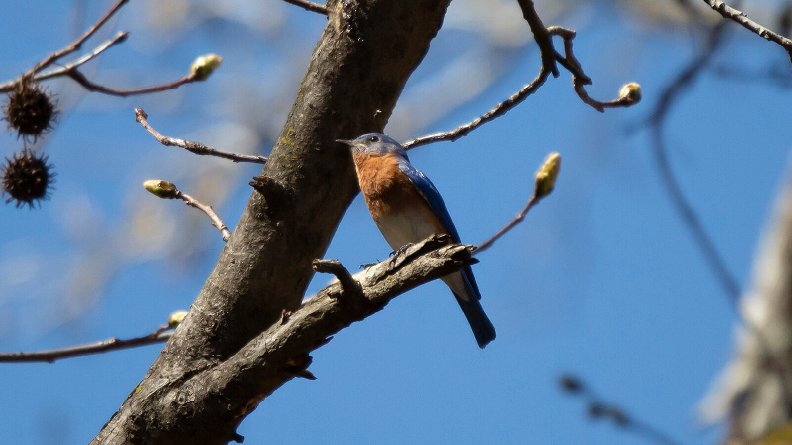 Eastern bluebird perched on a broken limb