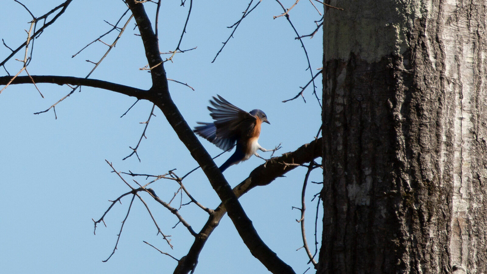 Eastern bluebird landing on a branch