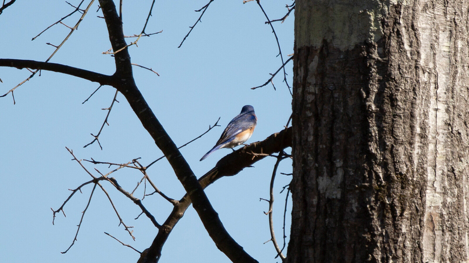 Eastern bluebird looking away