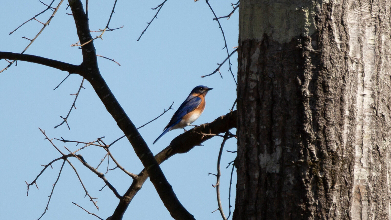 Eastern bluebird standing on a branch