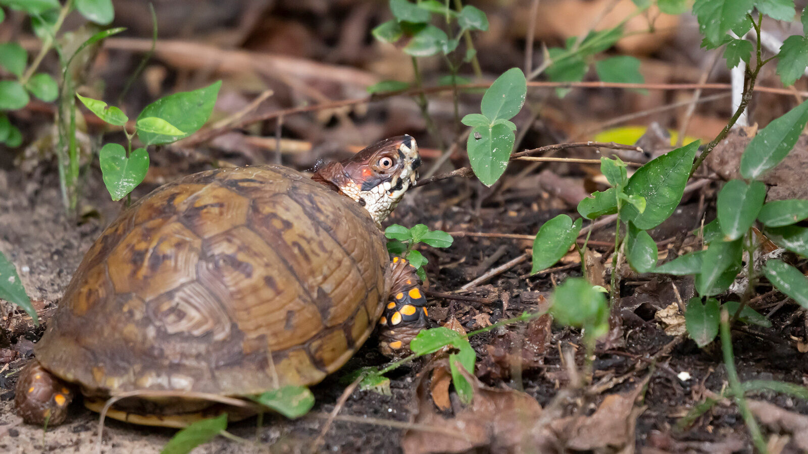 Eastern box turtle foraging on the ground