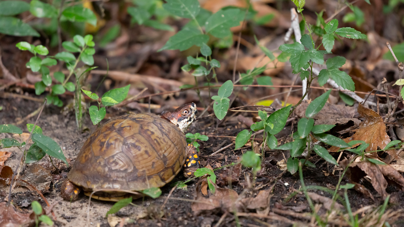 Eastern box turtle foraging on the ground