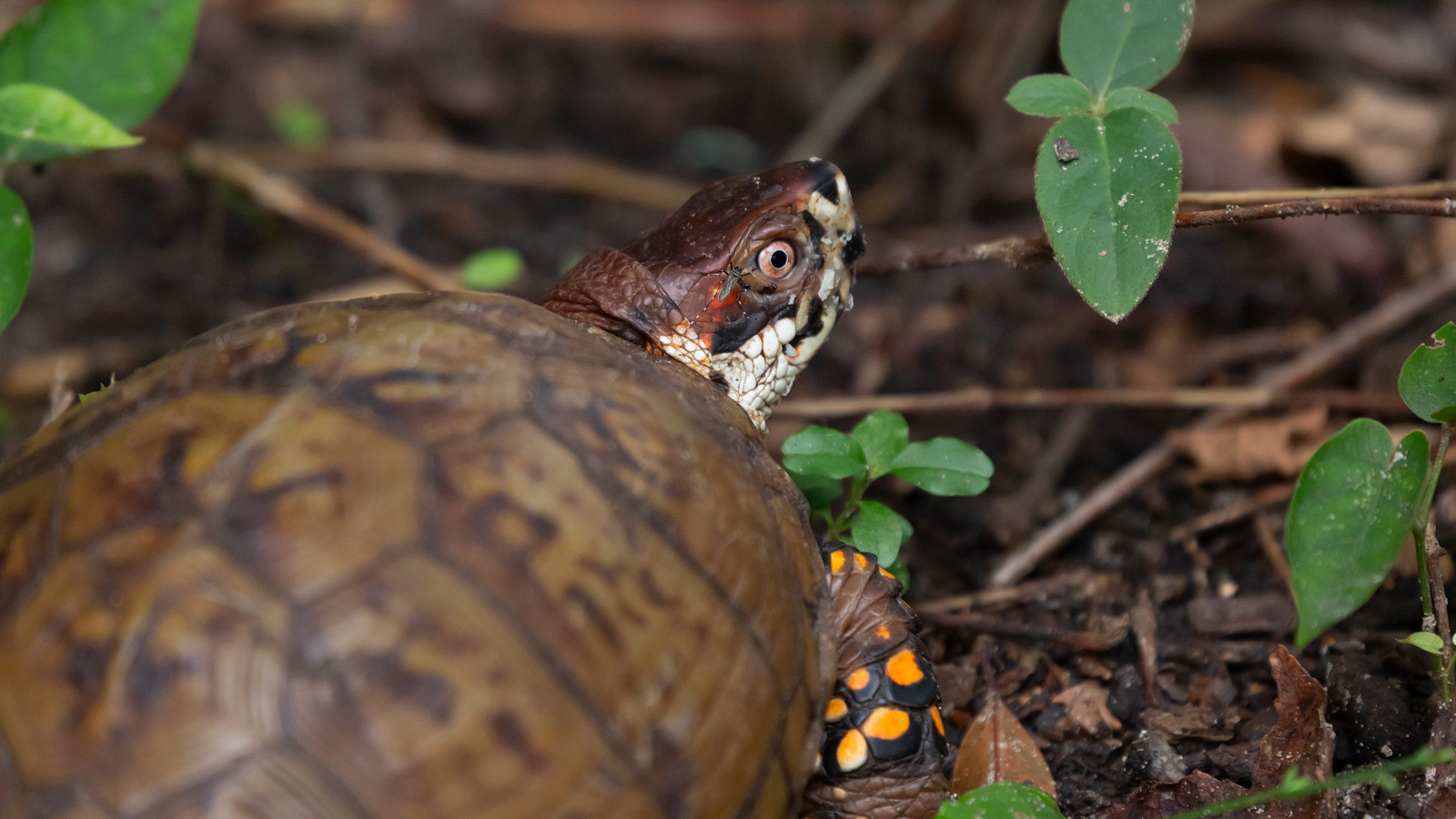 Eastern box turtle foraging on the ground