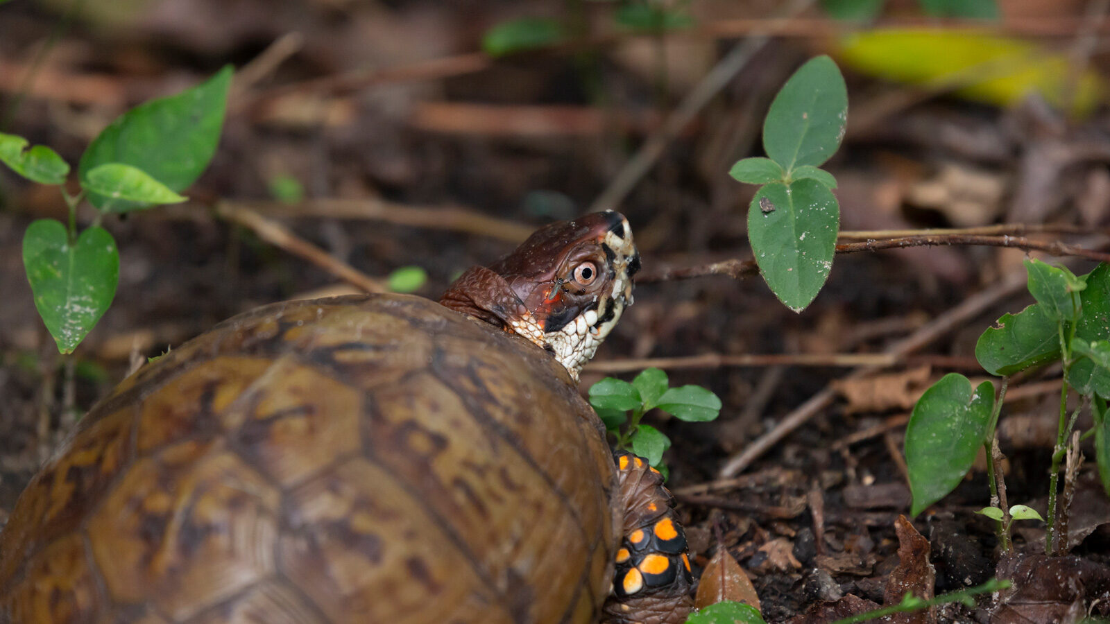 Eastern box turtle foraging on the ground