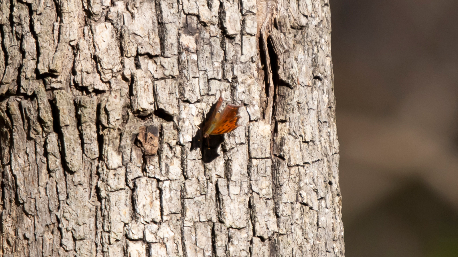 Eastern comma butterfly foraging for sap on a tree trunk