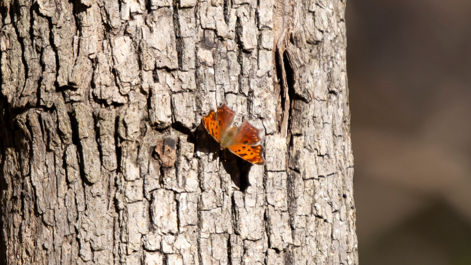 Eastern comma butterfly foraging for sap on a tree trunk