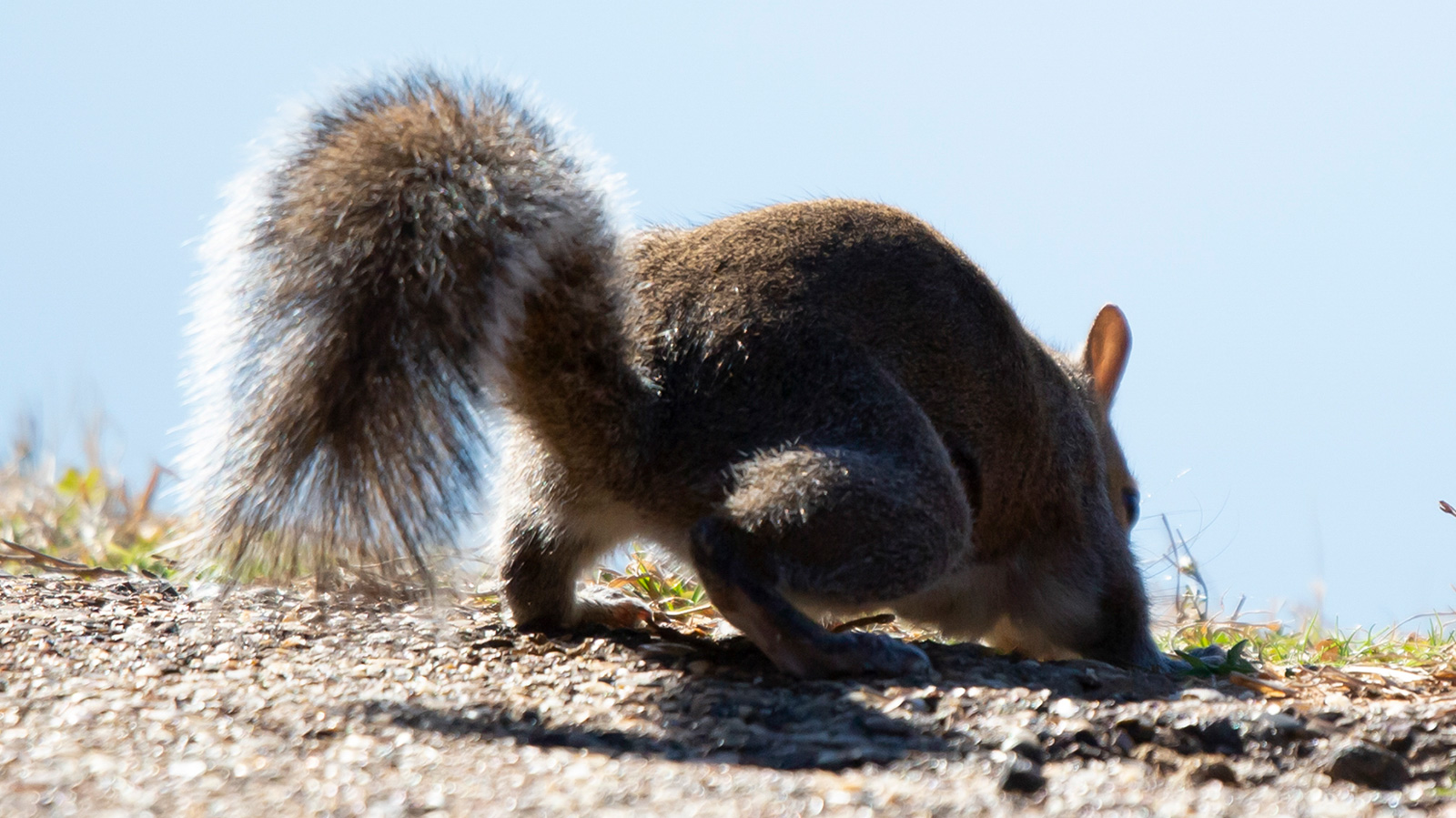Eastern Gray Squirrel