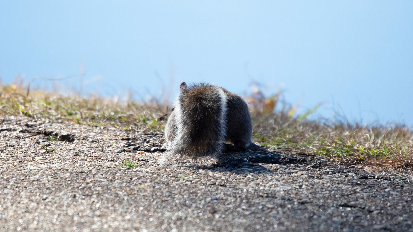 Eastern gray squirrel foraging on a gravel path