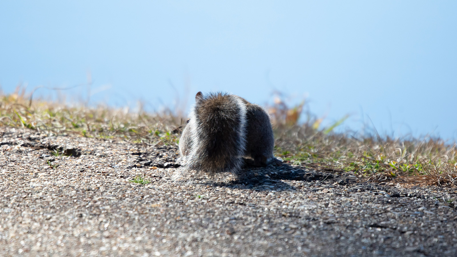Eastern gray squirrel foraging on a gravel path