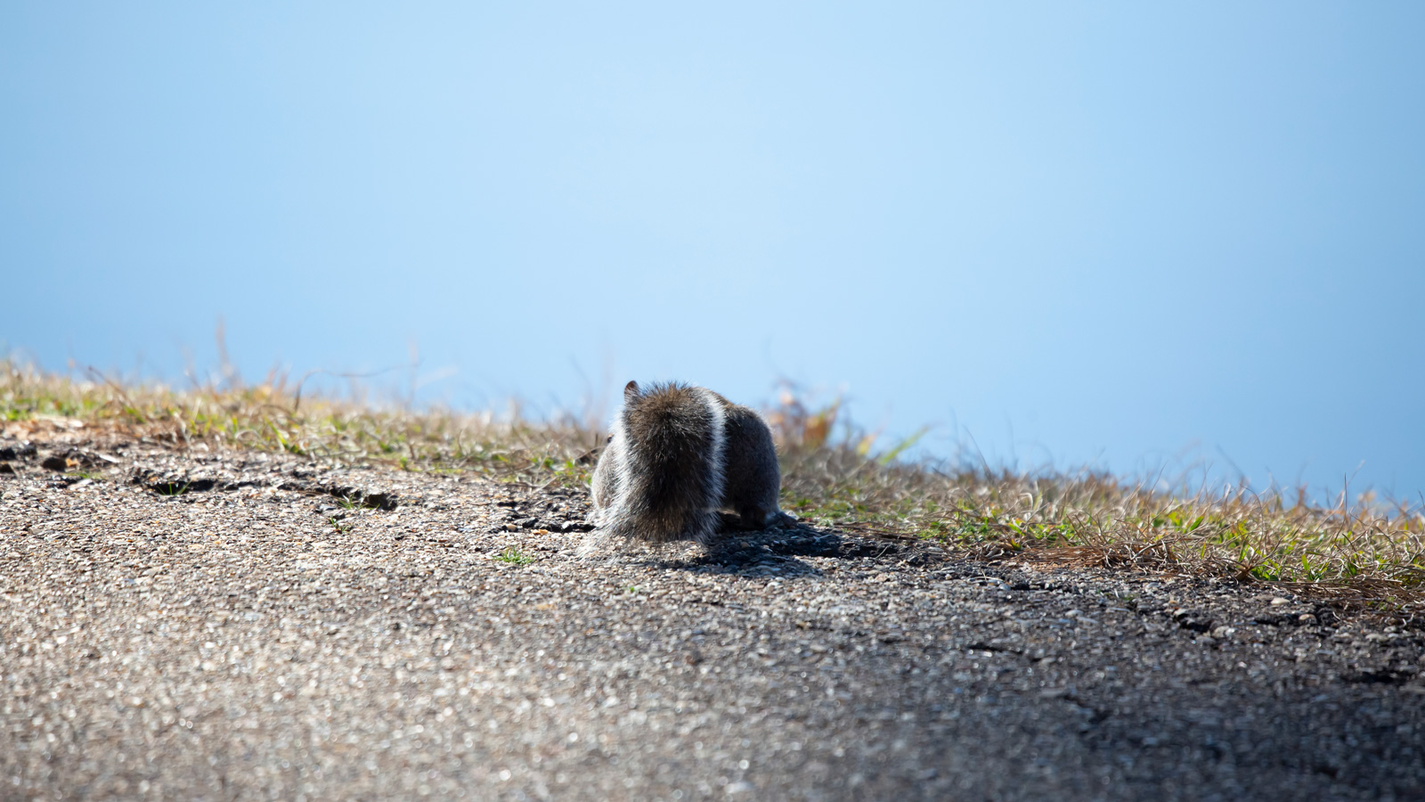 Eastern gray squirrel foraging on a gravel path