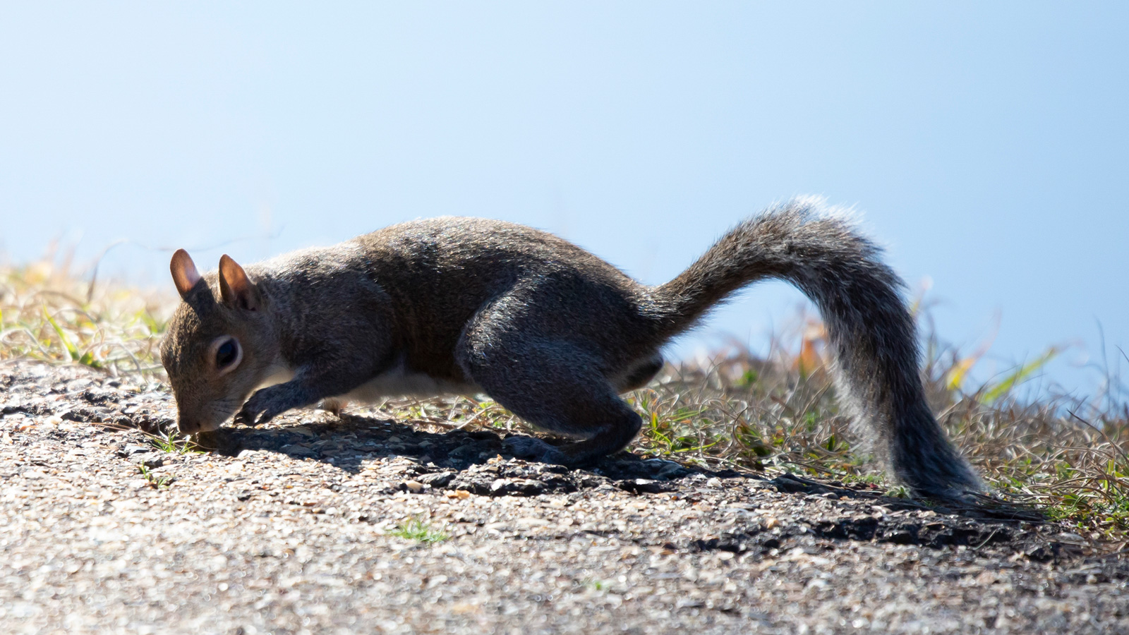 Eastern gray squirrel foraging on a gravel path