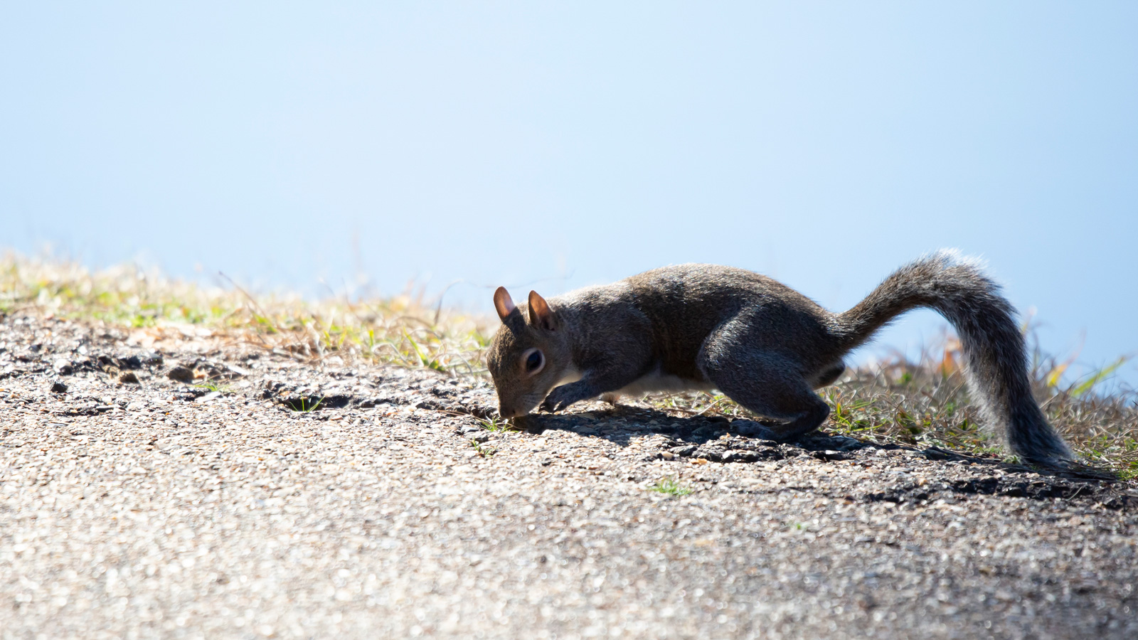Eastern gray squirrel foraging on a gravel path