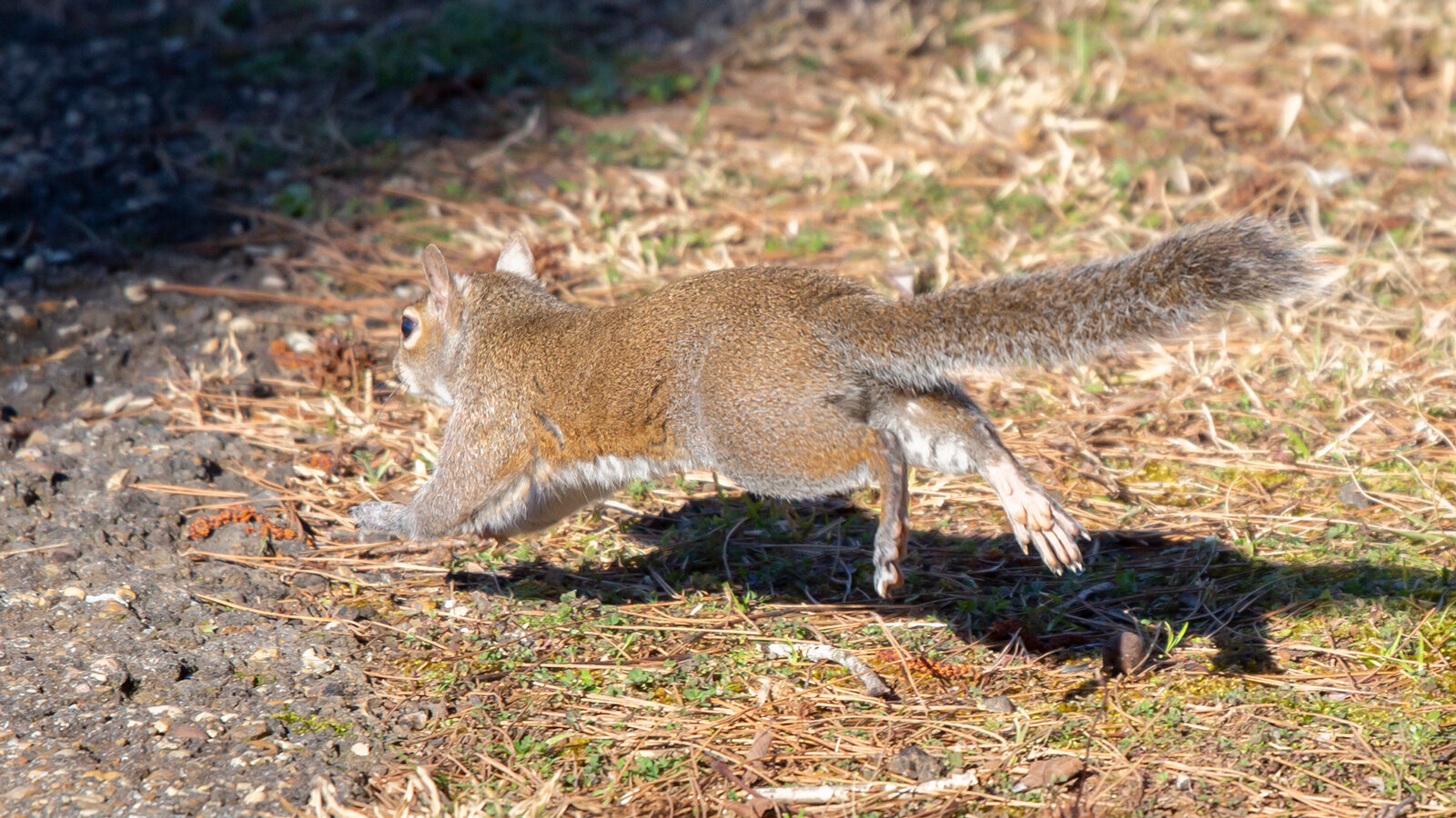 Eastern gray squirrel leaping
