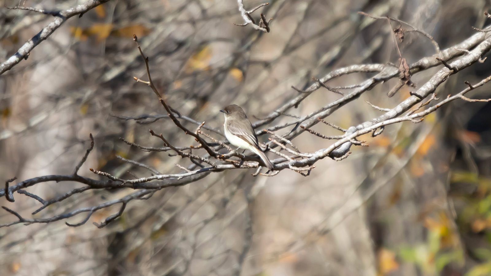 Eastern phoebe standing on a branch