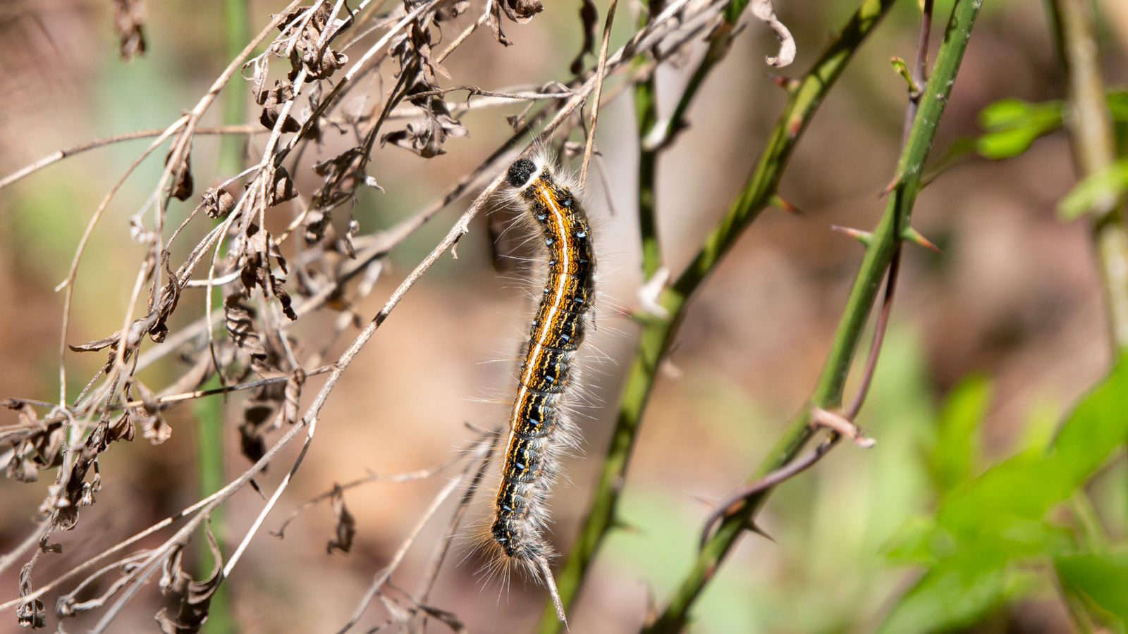 Eastern tent caterpillar crawling on a twig