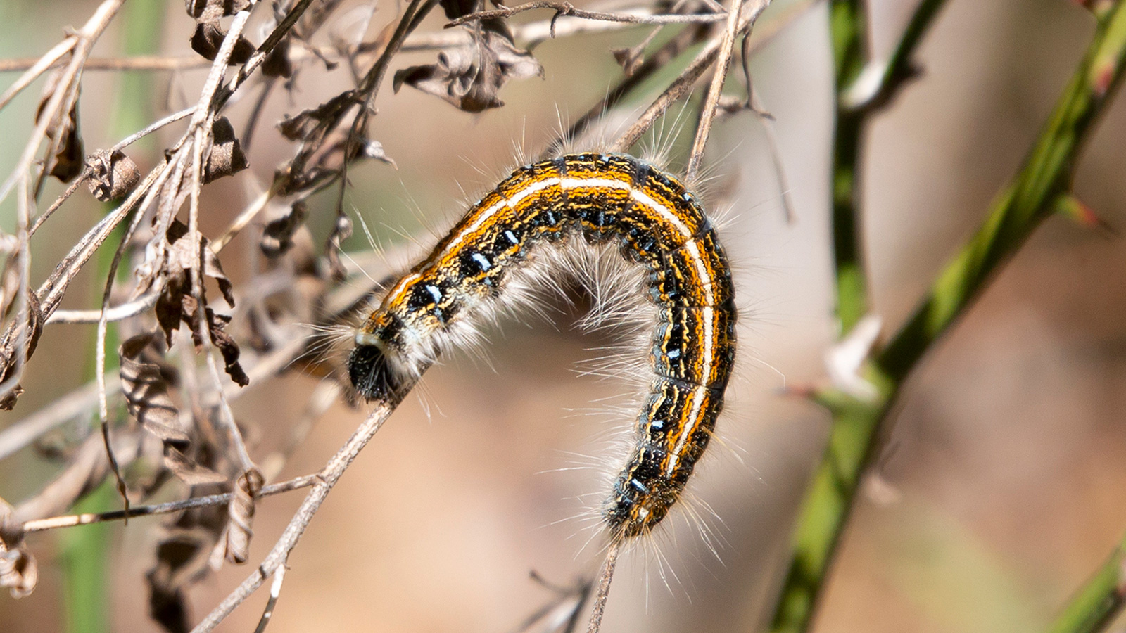 Eastern tent caterpillar crawling on a twig