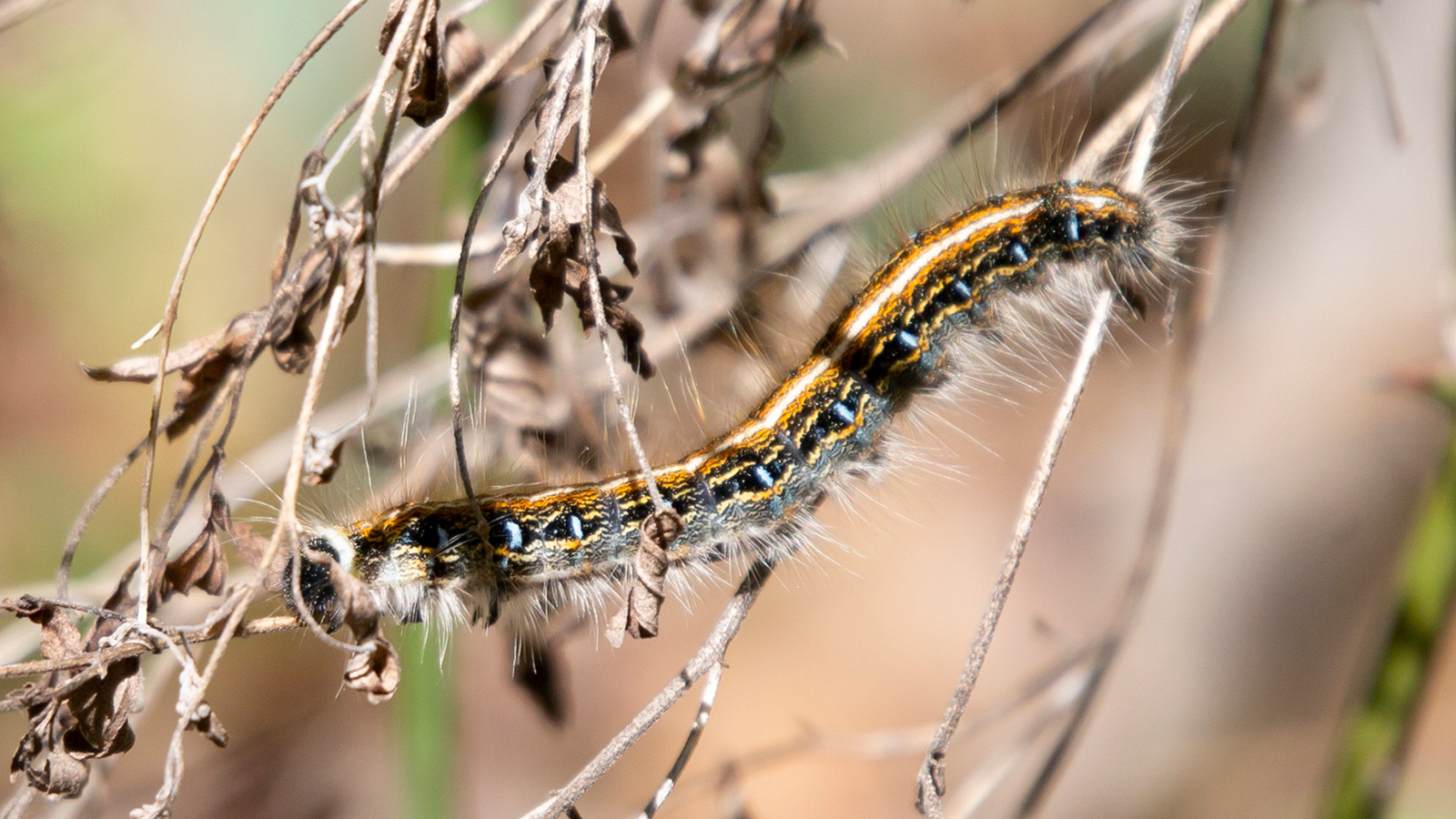 Eastern tent caterpillar crawling on a twig